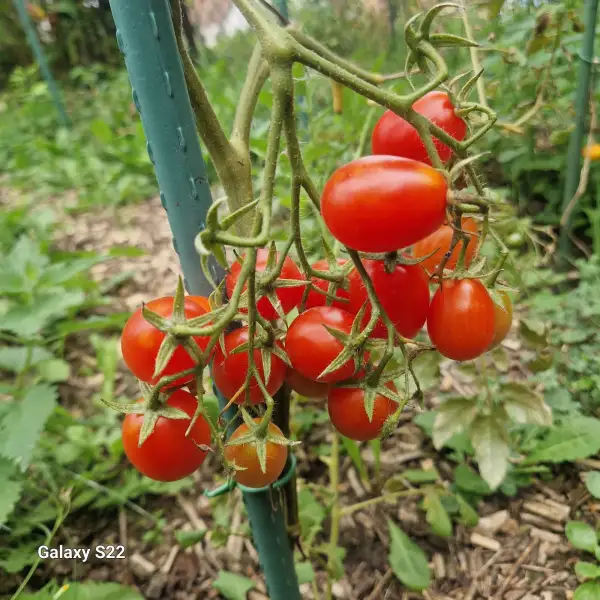 Tomaten: Reverend Michael Keys
