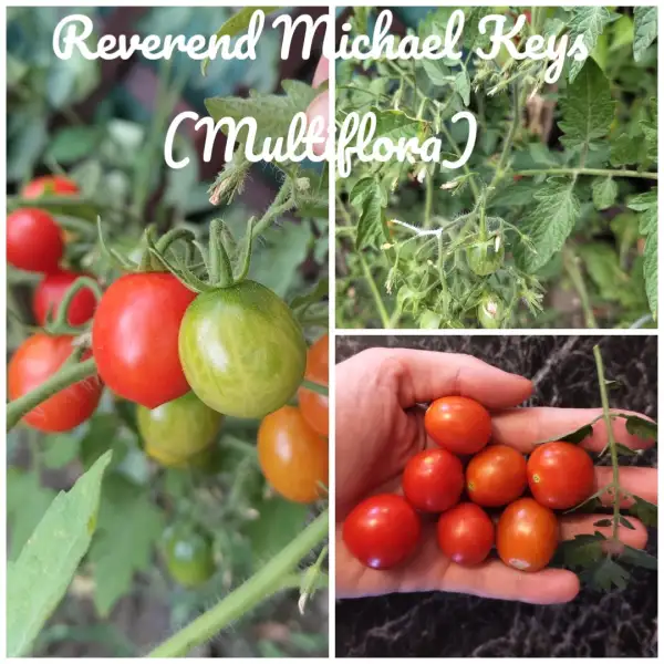 Tomaten: Reverend Michael Keys Multiflora