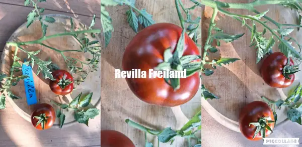 Tomaten: Revilla - Freilandgeeignet