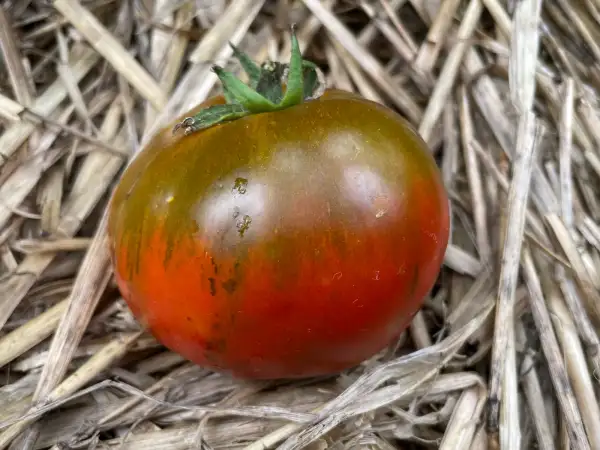 Tomaten: Revilla