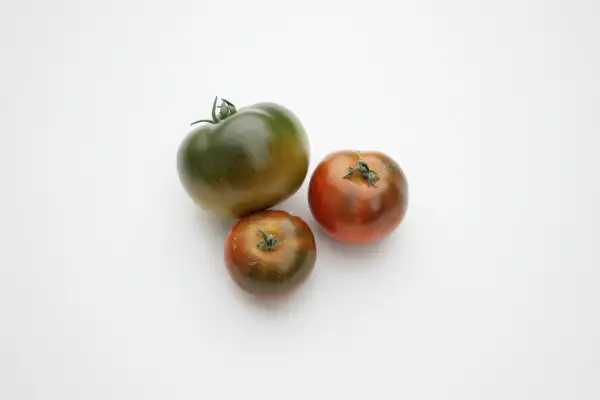 Tomaten: Revilla