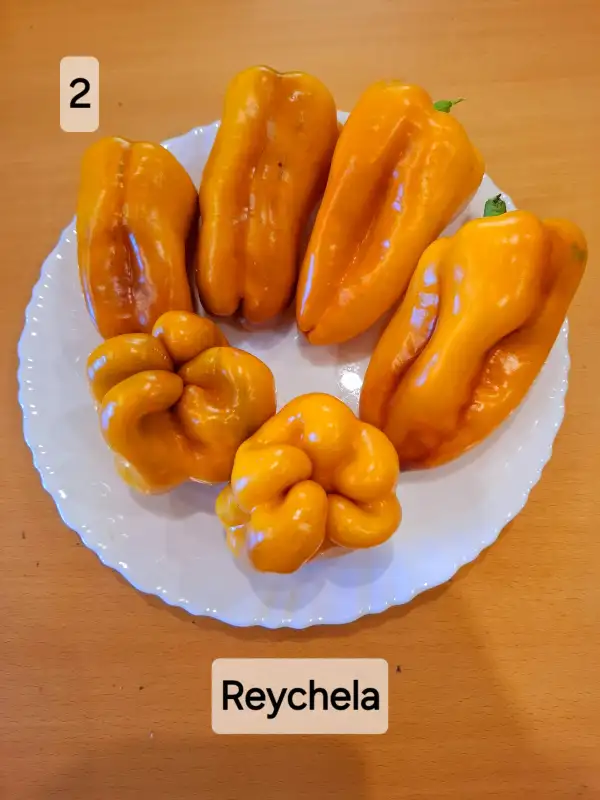 Chili / Paprika: Reychela