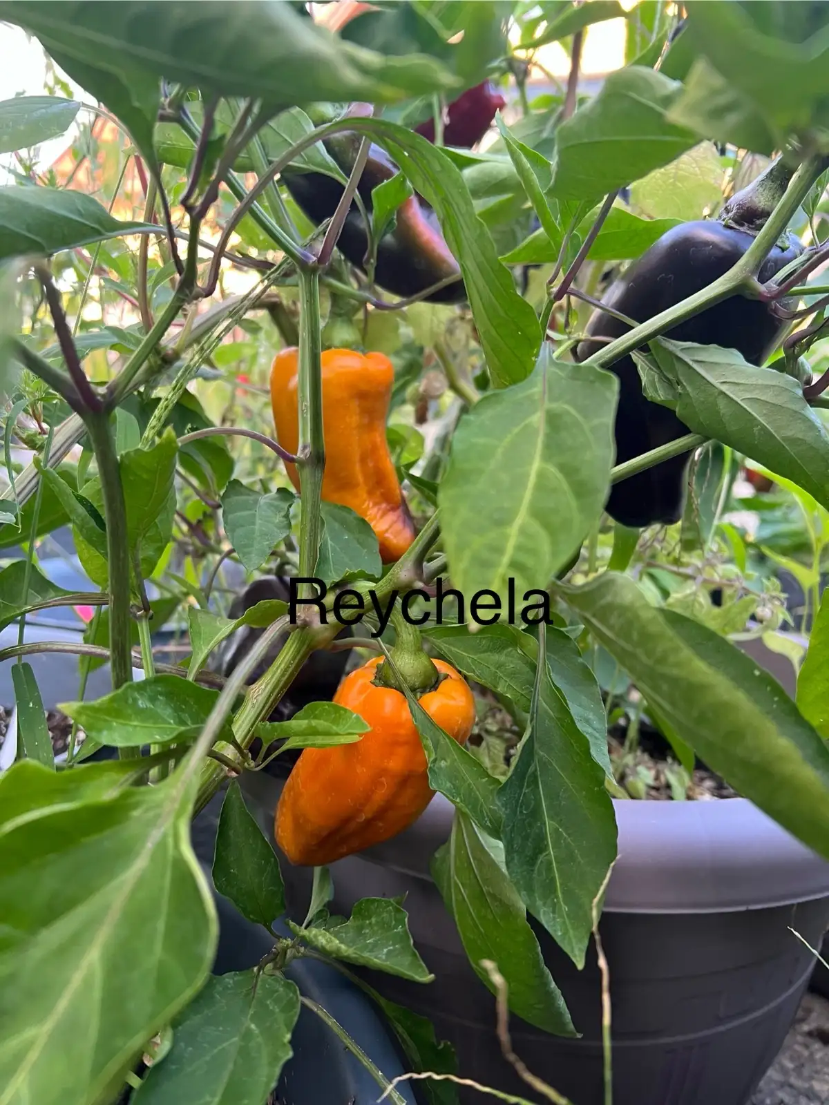 Chili / Paprika: Reychela