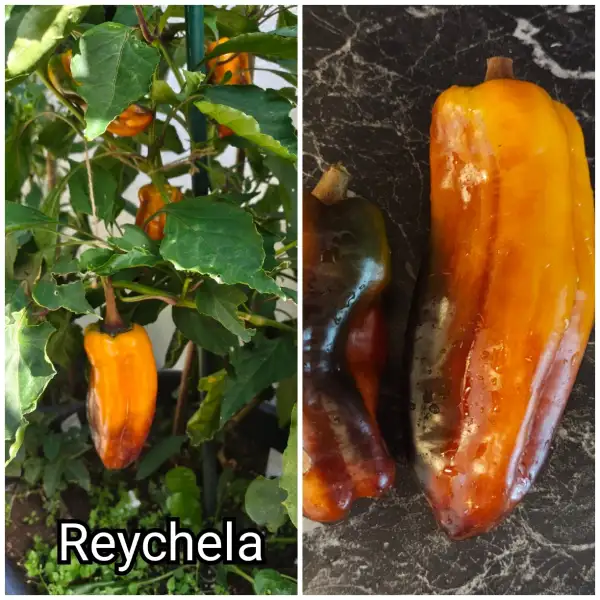 Paprika: Reychela