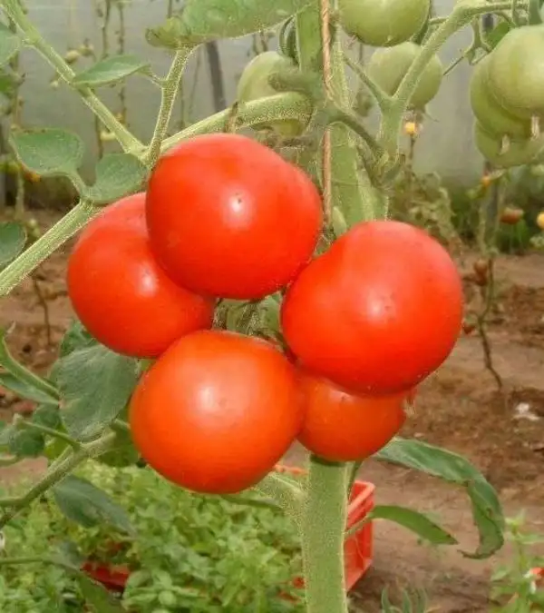 Tomaten: Rheinlands Ruhm