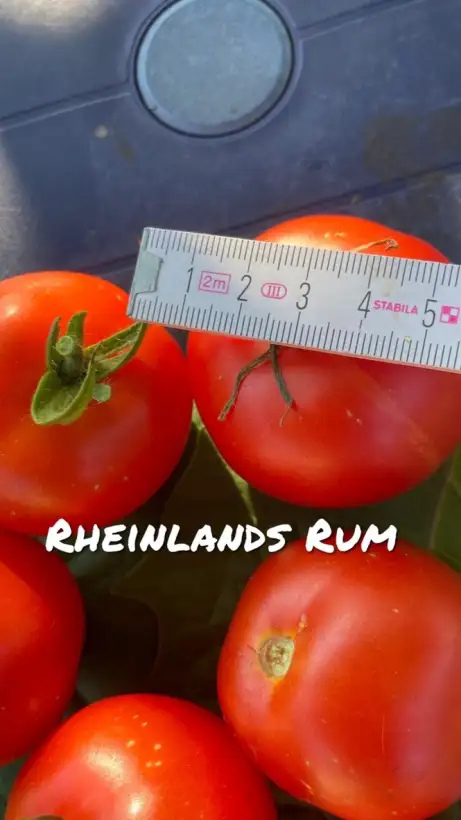 Tomaten: Rheinlands Ruhm