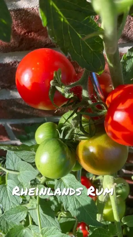 Tomaten: Rheinlands Rum