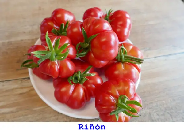 Tomaten: Riñón