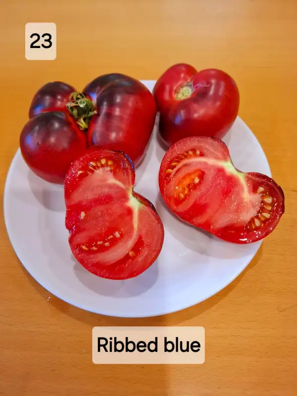 Tomaten: Ribbed blue