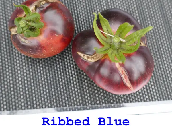 Tomaten: Ribbed blue