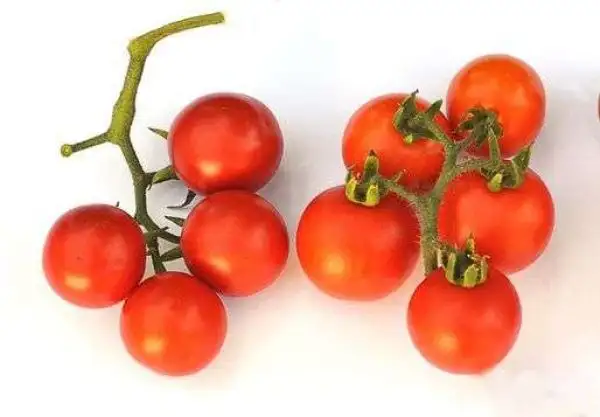 Tomaten: Ribesoides