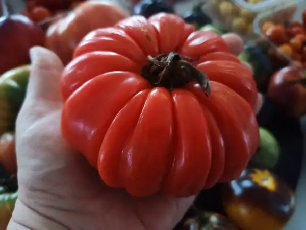 Tomaten: Riccio di Parma,