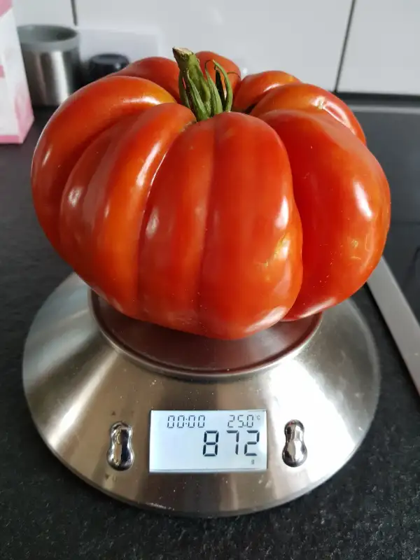 Tomaten: Riccio di Parma