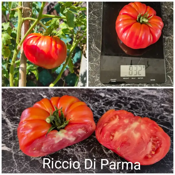 Tomaten: Riccio di Parma