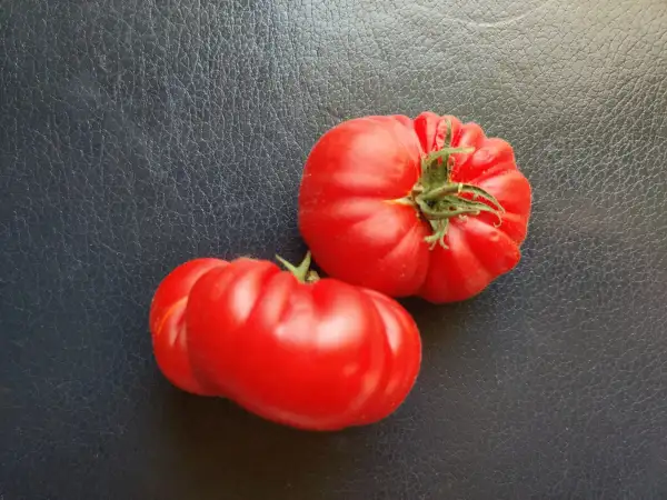 Tomaten: Riccio di Parma