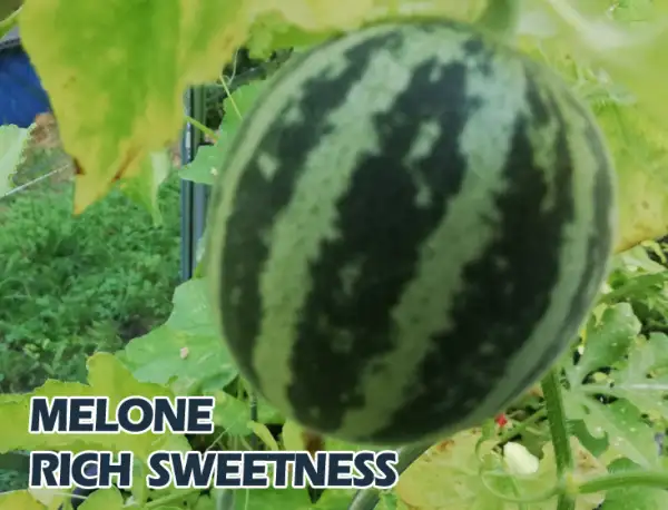 Melonen: Rich Sweetness
