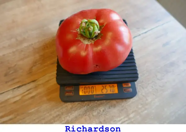 Tomaten: Richardson
