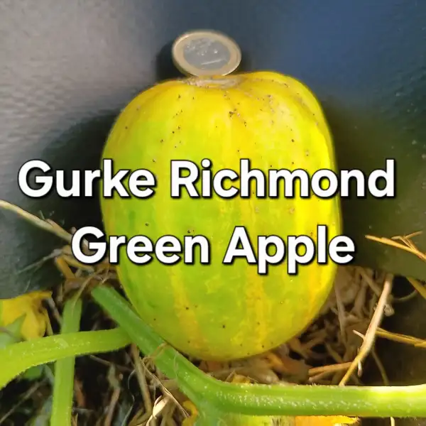 Gurken: Richmond Green Apple