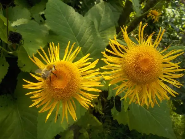 Stauden / Gehölz: Riesen Alant- Inula magnifica  wunderschöne ca. 150cm hohe Staude, Heilpflanze und Insektenmagnet. Sehr anspruchslos.