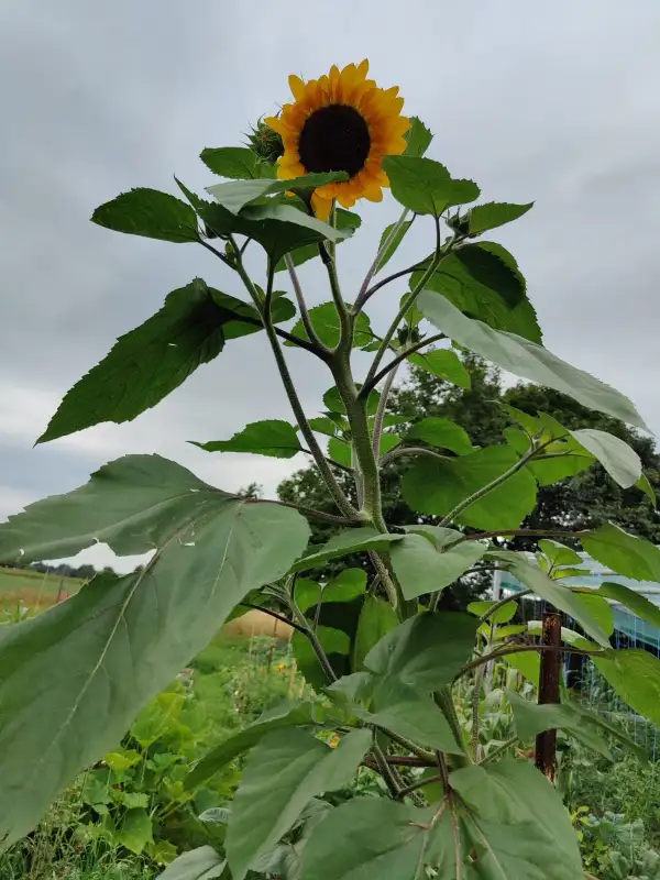 Blumen: Riesen Sonnenblume