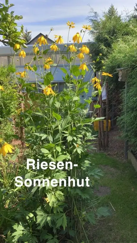 Blumen: Riesen-Sonnenhut