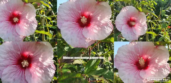 Stauden / Gehölz: Riesen Stauden Hibiskus Sorte: Kopper King