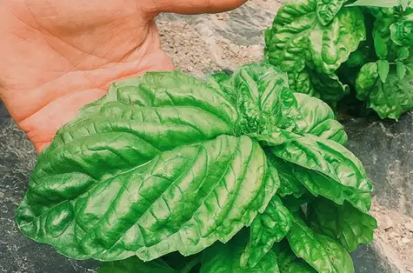 Kräuter: Riesenbasilikum Lettuce leaved