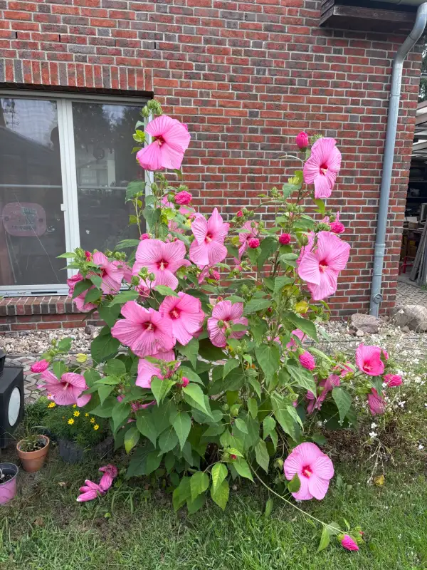 Blumen: Riesenhibiskus rosa - die Blüten haben einen Durchmesser von 30 cm
