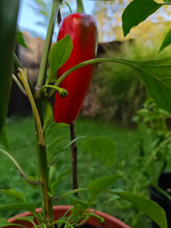 Chili / Paprika: Riesenjalapeno