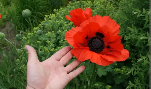 Stauden / Gehölz: Riesenmohn rot