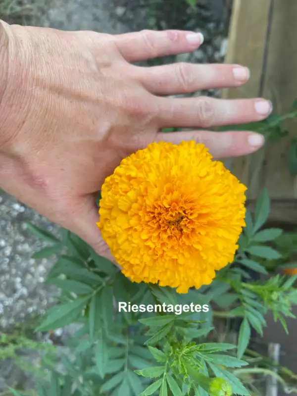 Blumen: Riesentagetes, orange, gefüllt