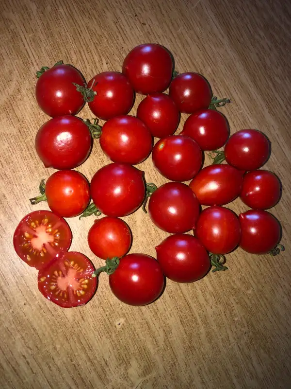 Tomaten: Riesentraube