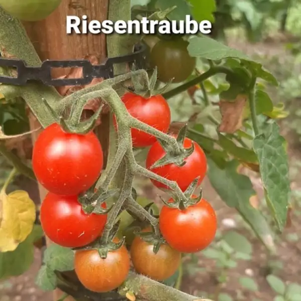 Tomaten: Riesentraube (2022)