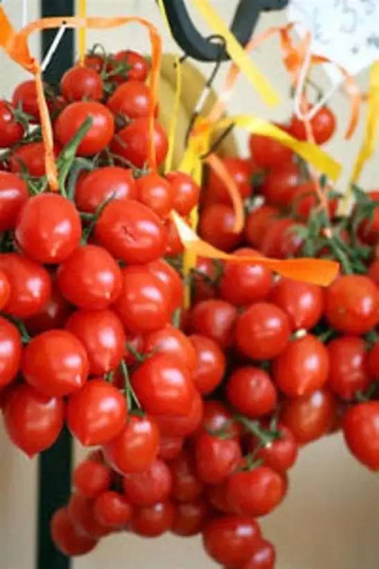 Tomaten: Riesentraube