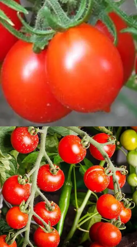 Tomaten: Riesentraube