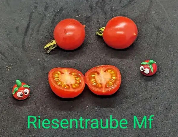 Tomaten: Riesentraube Multiflora