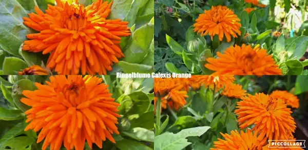 Blumen: Ringelblume - Calexis Orange