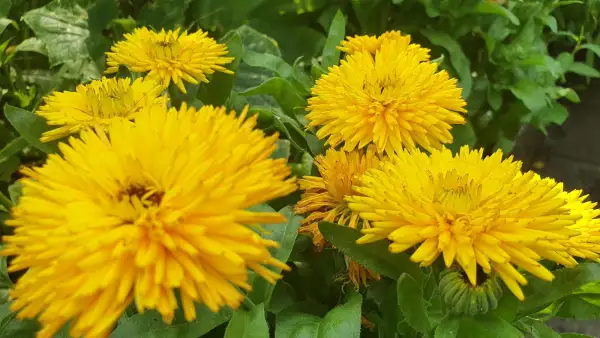 Blumen: Ringelblume - Calexis Yellow