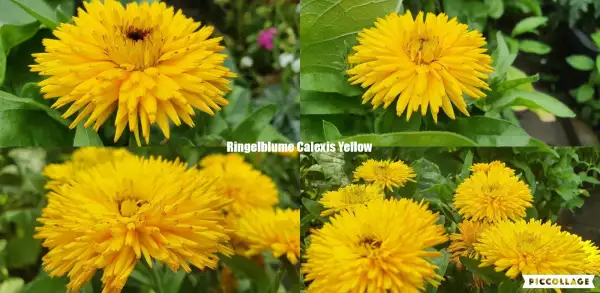 Blumen: Ringelblume - Calexis Yellow