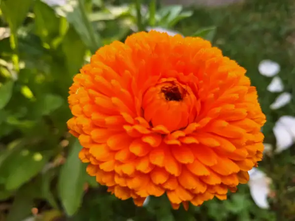 Blumen: Ringelblume - Candyman Orange