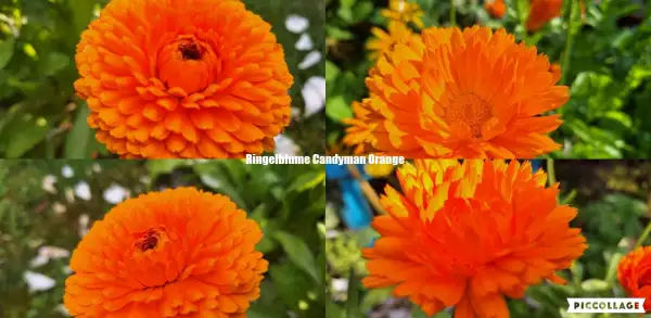 Blumen: Ringelblume - Candyman Orange