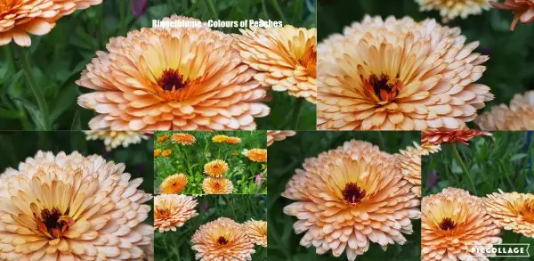 Blumen: Ringelblume - Colours of Peaches