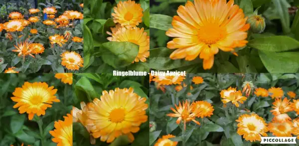 Blumen: Ringelblume - Daisy Apricot