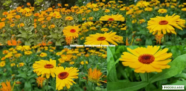 Blumen: Ringelblume - Double Crested Crouwn Yellow