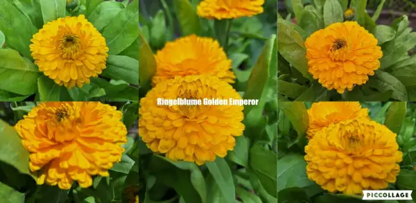 Blumen: Ringelblume - Golden Emperor