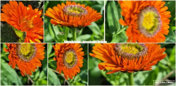 Blumen: Ringelblume - Greenheart Orange