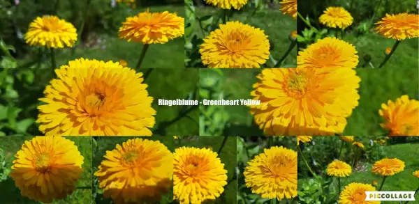 Blumen: Ringelblume - Greenheart Yellow