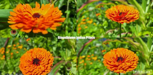 Blumen: Ringelblume - Indian Prince