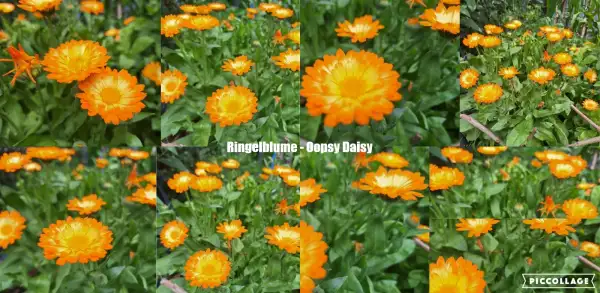 Blumen: Ringelblume - Oopsy Daisy