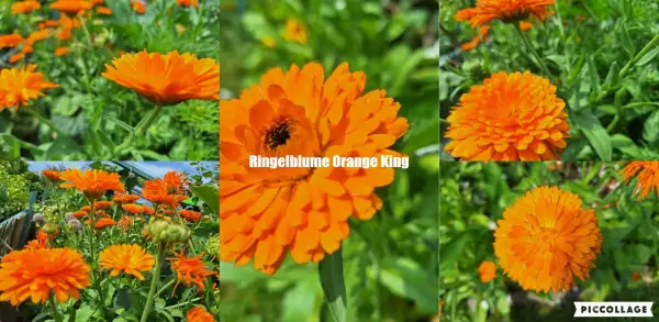 Blumen: Ringelblume - Orange King